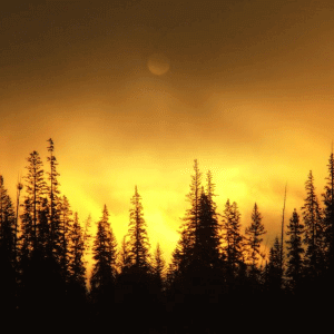 The Nazareine Wisdom Circle : annual